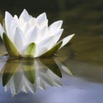 peaceful